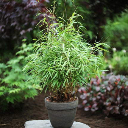 Bamboe - Fargesia Asian Wonder - Niet Woekerend - Groen - ↕35cm - Ø14cm - 12x