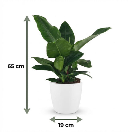 Philodendron Imperial Green - met witte pot - ↕65cm - Ø19cm