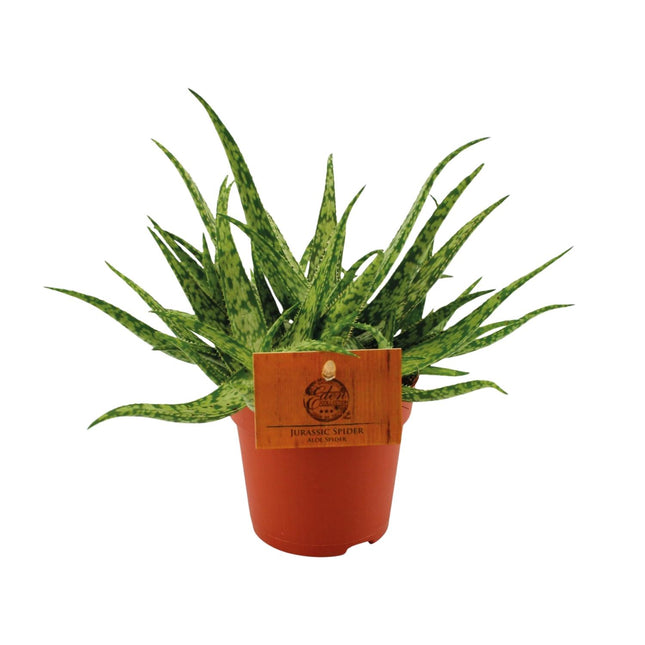 Aloe Spider - Ø10.5 ↕15