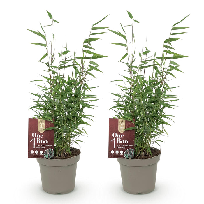 Bamboe - Fargesia Red Dragon - Groen - 2 Planten - Bladhoudend - Niet Woekerend- Pot 14cm Hoogte 35cm
