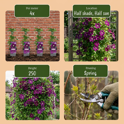 Clematis Warszawska Nike - Bosrank 4x - Rood - Klimplant - Ø9cm - ↕35cm