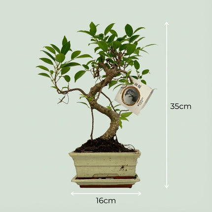 Arbre bonsaï en forme de S - ↕30-35 cm - Ø15cm (céramique mixte)