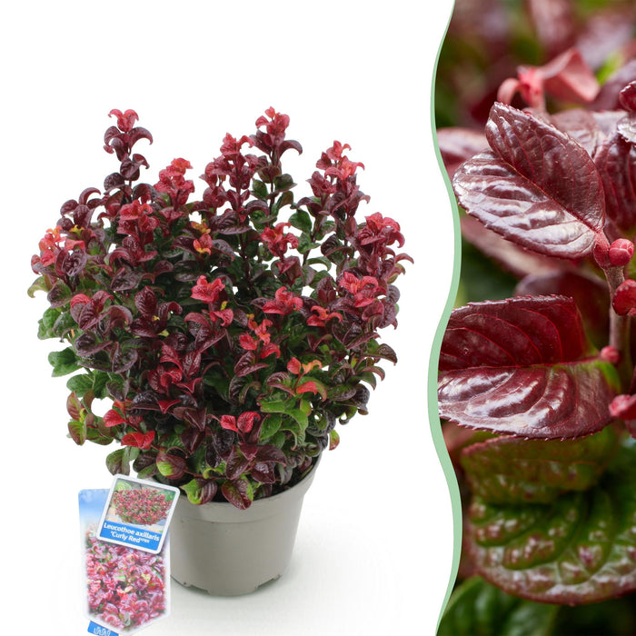 Leucothoe Curly Red - Rood - 1 Plant -  Groenblijvend - Weinig Onderhoud - Pot 17cm Hoogte 40cm