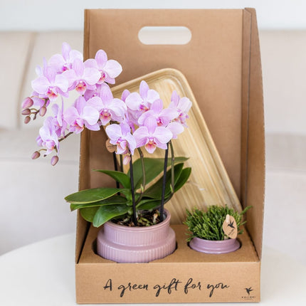 Kolibri Orchids | Gift Set Allure Paars - Roze-Paarse Phalaenopsis Orchidee Mineral Frederikstad & Succulent