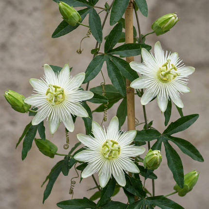 Passiflora ca. 'Constance Elliott' - Passiebloem 'Constance Elliott' 6x  - Wit - Klimplant - Ø9cm - ↕35cm