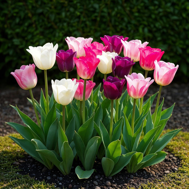 Bulbi da fiore - Tulipani mix pastello - Vari colori - 12 pezzi - Misura bulbo 11/12 - Confezione XXL