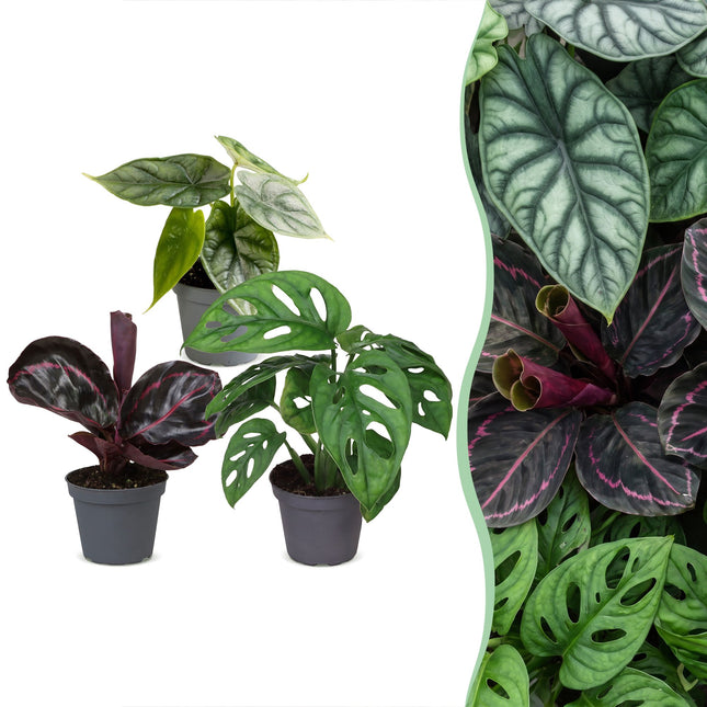 Babyväxter Jungle Mix - Blandat 3x - Tropisk - Ø6cm - ↕10-15cm
