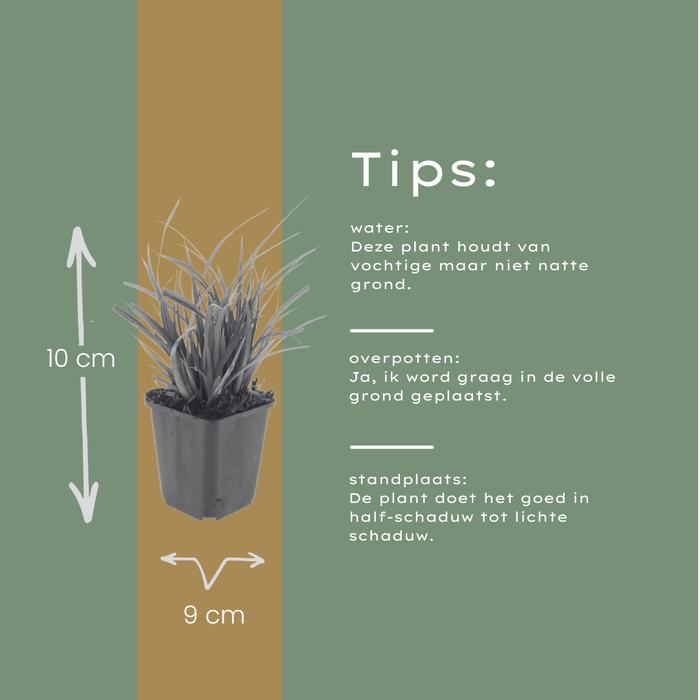 6x Carex morrowii - ↕10-25cm - Ø9cm