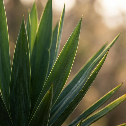 Yucca (Palmlelie) - Yucca Elephantipes - ↕80-90cm - Ø21cm