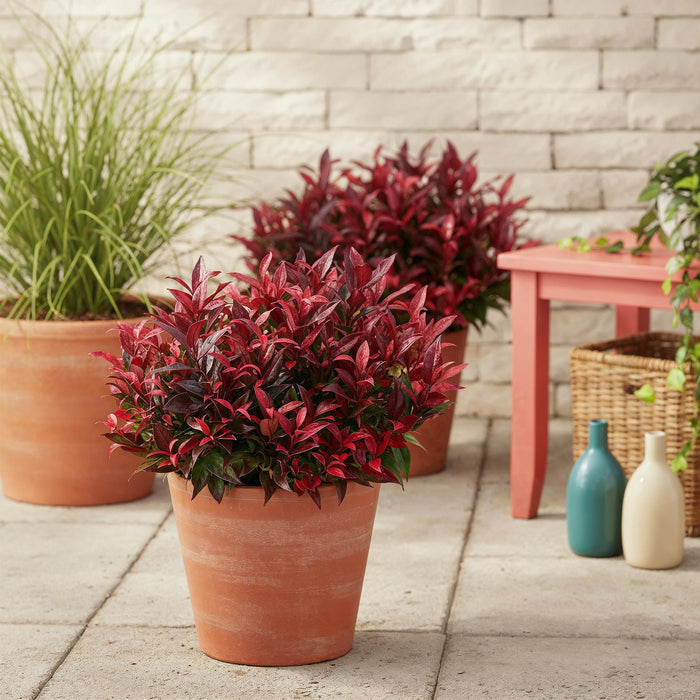 Leucothoe Zeblid - Rood - 1 Plant - Groenblijvend - Weinig Onderhoud - Pot 17cm Hoogte 45cm