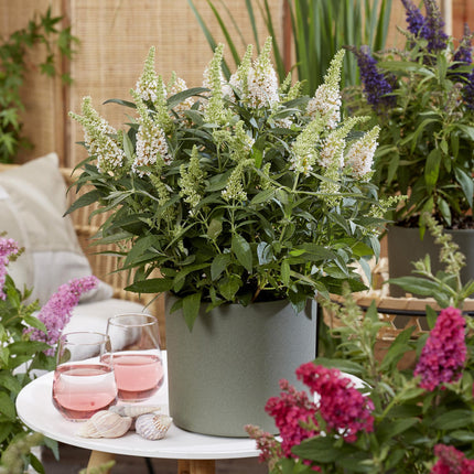 Buddleja davidii Butterfly Candy Little White - Vlinderstruik - Compact - Wit - ↕20-25cm - Ø12cm