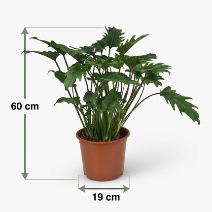 Philodendron Xanadu - ↕60cm - Ø19cm