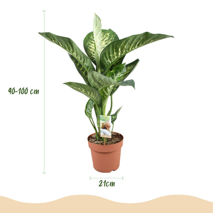 Dieffenbachia Tropic Snow - with white plant pots - ↕90-100cm - Ø21cm
