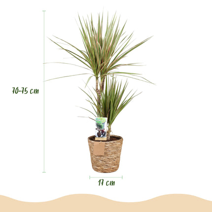 Dracaena Marginata Bicolor - Drakenbloedboom - met mand - ↕90-100cm - Ø17cm - 2x