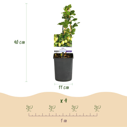 Grosella espinosa - Ribes uva-crispa Invicta - Grosella espinosa - 2 plantas - Maceta de 11 cm - Altura 40 cm