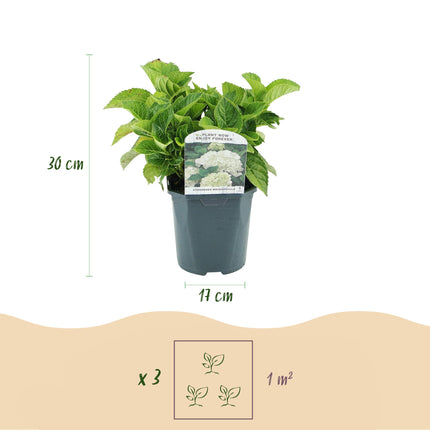 Hydrangea - Hydrangea macrophylla White - White Flower - 3 Plants - 1 m² - Deciduous - Low Maintenance - Pot 17cm Height 30cm