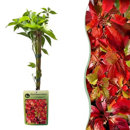 Parthenocissus quin. 'Engelmannii' - Engelmann klimop 4x - Geel - Groen - Klimplant - Ø9cm - ↕35cm