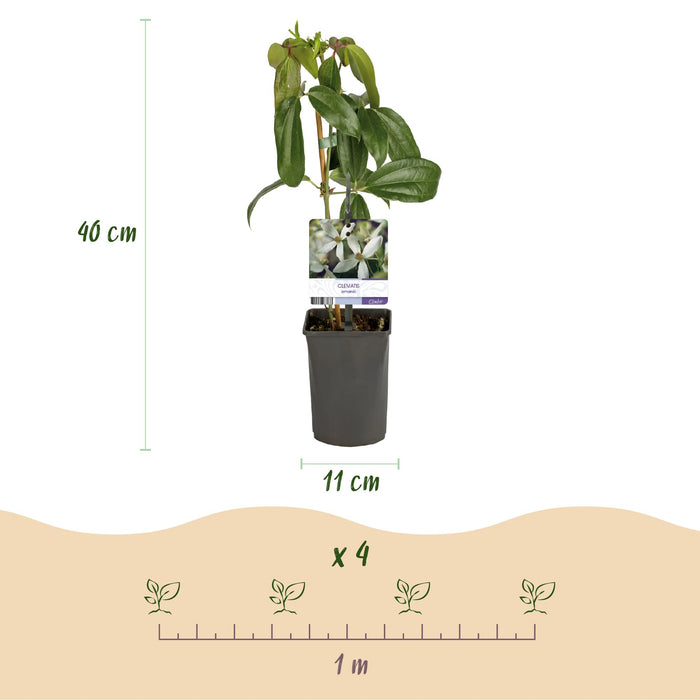 Clematis armandii - Bosrank - Bloem Wit  - ↕40cm - Ø11cm