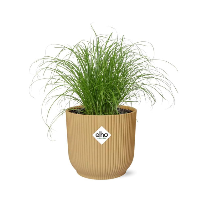 Cyperus Alternifolius Zumula in elho Vibes Fold Ø14cm yellow