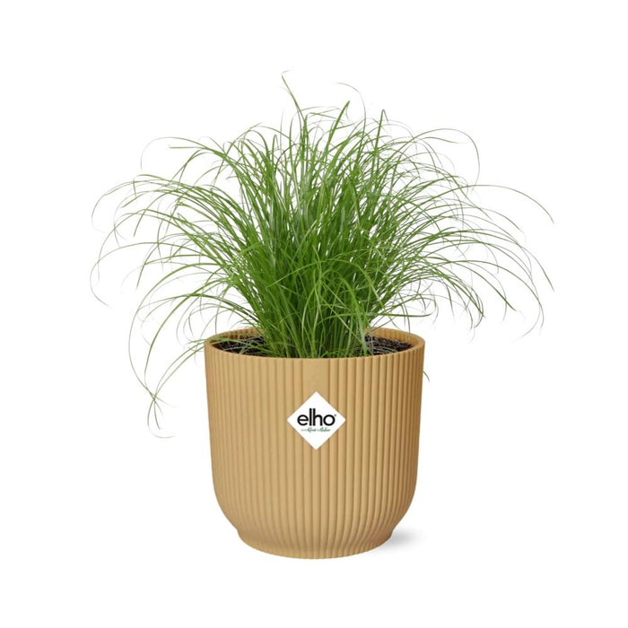 Cyperus Alternifolius Zumula in elho Vibes Fold Ø14cm geel