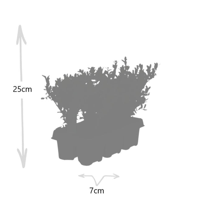 Ilex crenata 'Jenny' - ↕15cm - Ø7cm - 48x