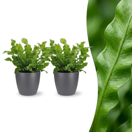 Asplenium Crispy Wave - met grijze pot - ↕30cm - Ø12cm - 2x