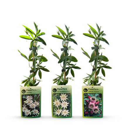Passiflora Tricolour - Driekleurige passiebloem 12x - Wit - Paars - Roze - Klimplant - Ø9cm - ↕35cm