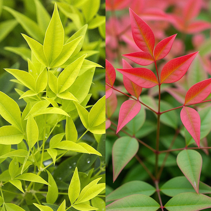 Nandina Duo - Geel & Rood - 2 Planten - Groenblijvend - Weinig Onderhoud - Pot 17cm Hoogte 45cm
