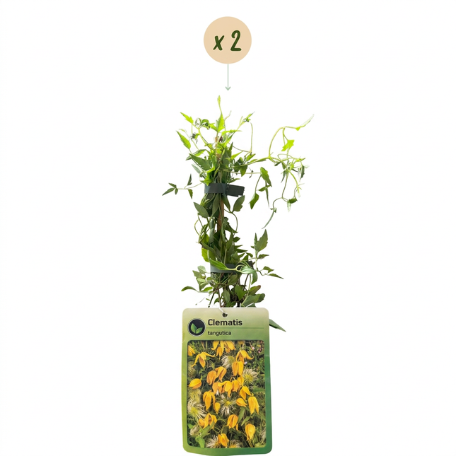 Clematis tangutica - Chinese bosrank 2x - Geel - Klimplant - Ø9cm - ↕35cm