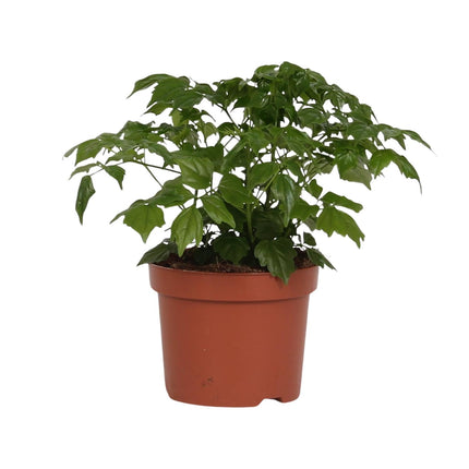 Radermachera Sinica - Ø12cm - ↕27cm