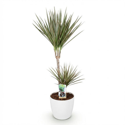 Dracaena Marginata Bicolor - Dragetræ - med hvid urtepotte - ↕90-100cm - Ø21cm