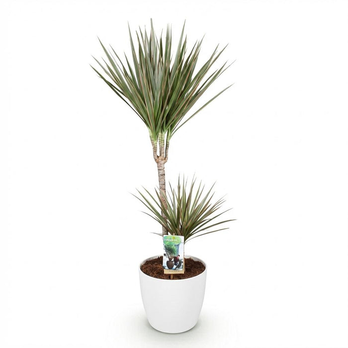 Dracaena Marginata Bicolor - Drakenbloedboom - met witte plantenpot - ↕90-100cm - Ø21cm