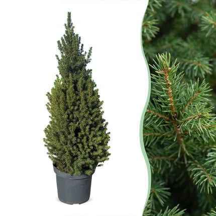 2x Picea glauca Conica - Kegelspar - Groen - Kerstboom - Ø26cm - ↕110cm
