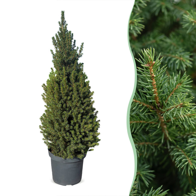 2x Picea glauca Conica - Kegelspar - Groen - Kerstboom - Ø26cm - ↕110cm