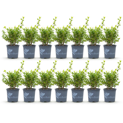 Żywopłot z bukszpanu - BetterBuxus Babylon Beauty - odporny na grzyba bukszpanowego - 2 metry liniowe - ↕25-30 cm - Ø10,5 cm - 14x