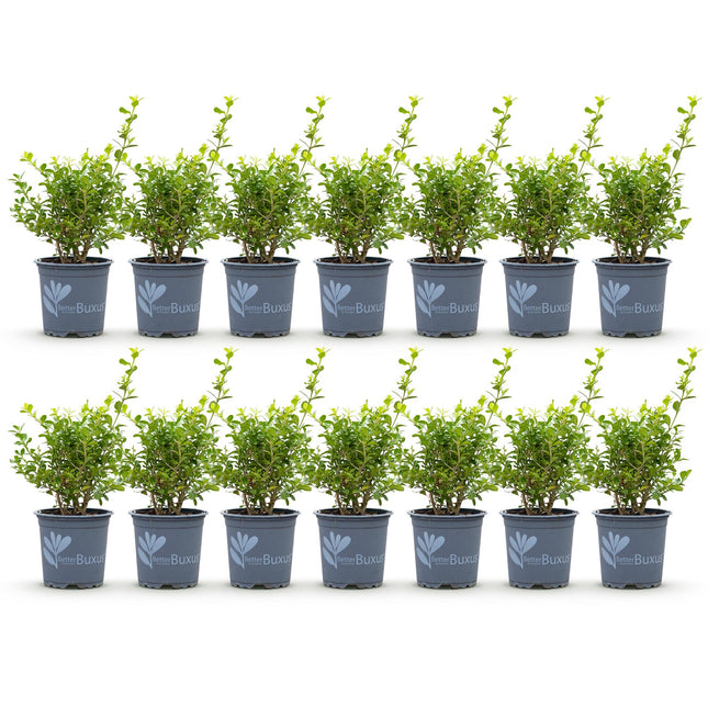 Buxus Haag - BetterBuxus Babylon Beauty - Resistant tegen de Buxus Schimmel - 2 strekkende meter - ↕25-30cm - Ø10,5cm - 14x
