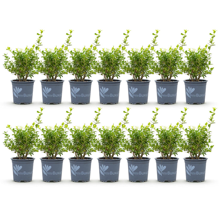 Green boutiQ - Haie de buis - BetterBuxus Babylon Beauty - Résistant au champignon du buis - 14 plants - 2 mètres linéaires - pot de 10,5 cm - hauteur 25-30