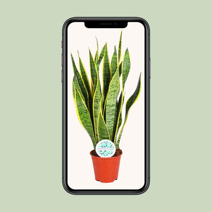 Sansevieria Trifasciata Laurentii - Vrouwentong - ↕50cm - Ø14cm