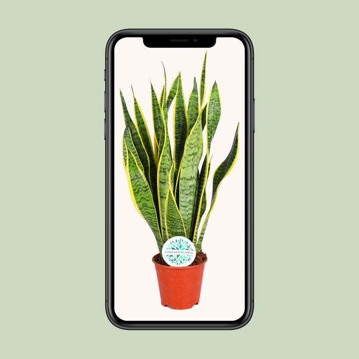Sansevieria Trifasciata Laurentii - Vrouwentong - ↕50cm - Ø14cm
