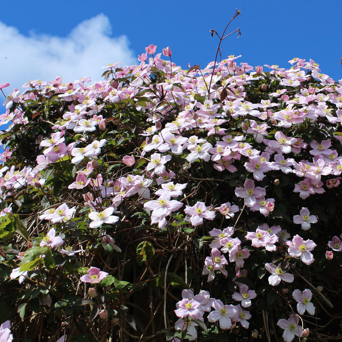 Clematis montana Rubens - Bosrank - Bloem Roze - ↕40cm - Ø11cm - 2x