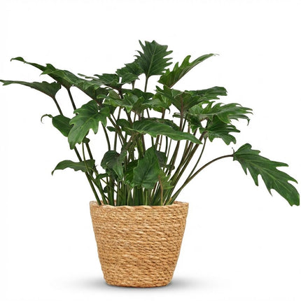 Philodendron Xanadu - met Mand - ↕60cm - Ø19cm