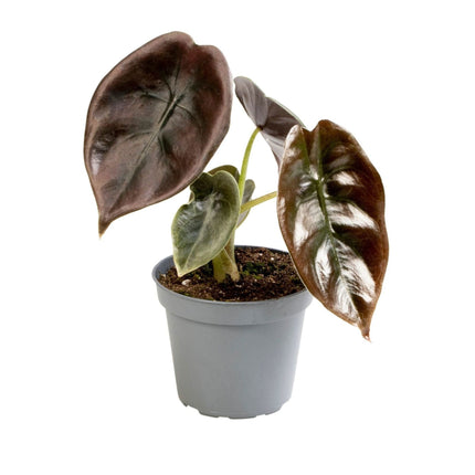 Alocasia Cuprea Red - Spiegelplant - Rood - Tropisch - Ø6cm - ↕12cm