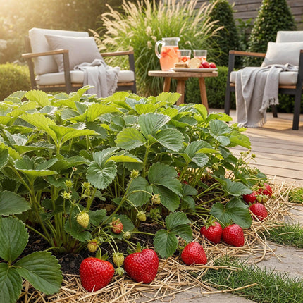 Erdbeerpflanzen – Fragaria elvira – Winterhart – 6 Pflanzen – 9-cm-Topf – Rote Erdbeere