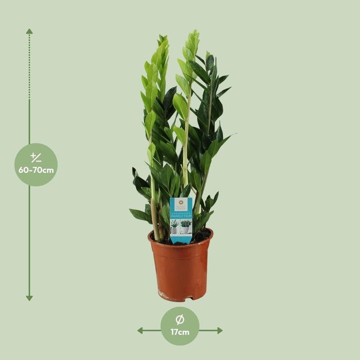 Zamioculcas Zamiifolia - ZZ Plant - ↕65cm - Ø17cm