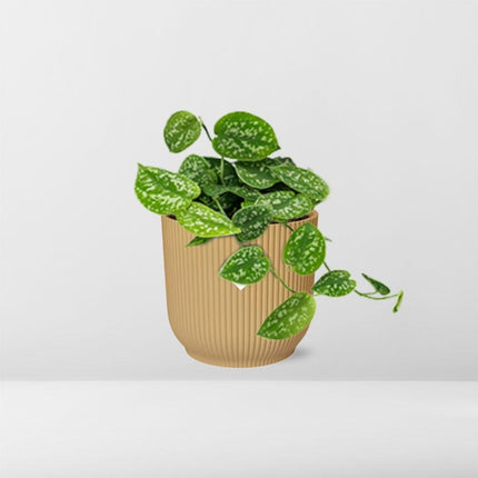 Scindapsus Pictus ‘Argyraeus’ in elho Vibes Fold Ø14cm geel