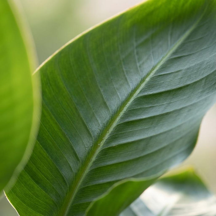 Strelitzia Nicolai - Paradijsvogelplant - ↕80-90cm - Ø19cm