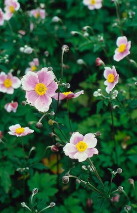 Anemone tomentosa 'Robustissima' - Herfstanemoon - ↕10-25cm - Ø9cm - 48x