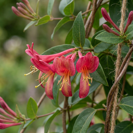 Lonicera henryi - Henrys kamperfoelie 4x - Geel - Rood - Klimplant - Ø9cm - ↕35cm