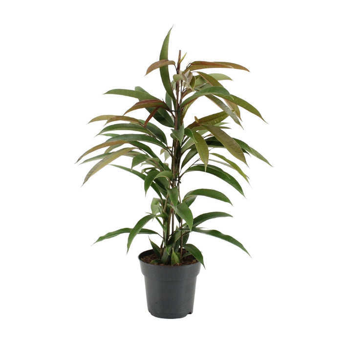 Ficus Binnendijkii Amstel King - ↕70cm - Ø17cm