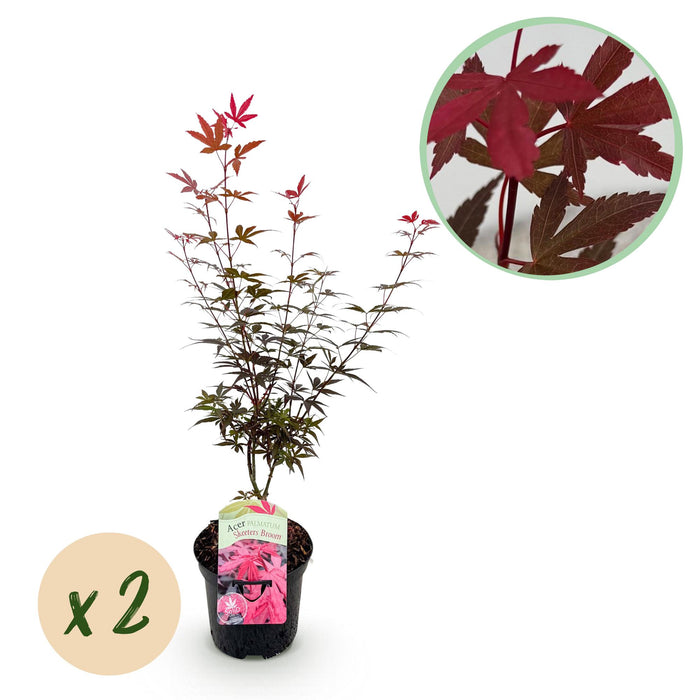 Terrasplant - Japanse Esdoorn - Acer palmatum Skeetsers Broom - Paars - 2 Planten - Bladverliezend - ↕70cm - Ø19cm